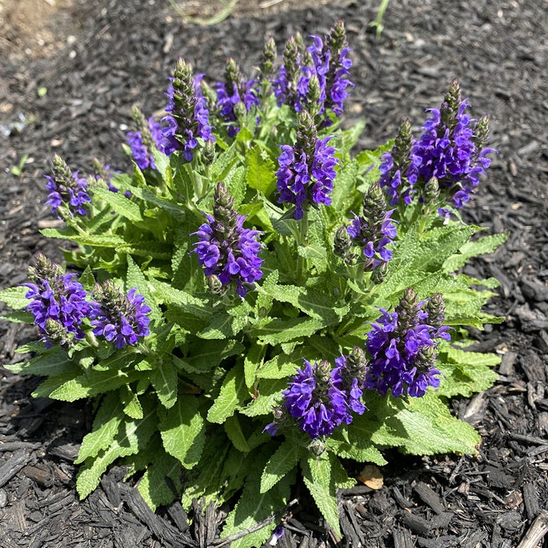 Marcus Dwarf Blue Salvia - Thumbnail 4