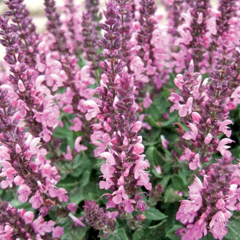 High Country Gardens Lyrical Rose Salvia - Thumbnail 2