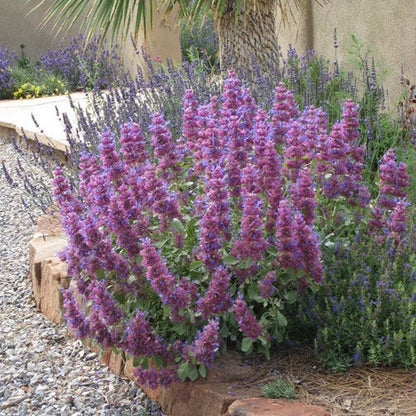 Blue Flame Giant Purple Salvia