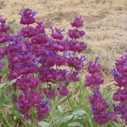 Blue Flame Giant Purple Salvia