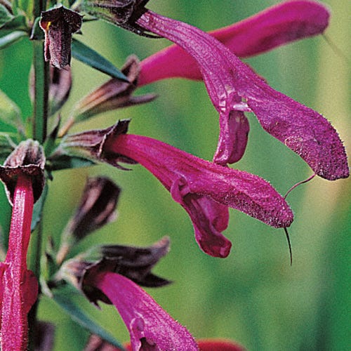 Beardtongue Red Salvia
