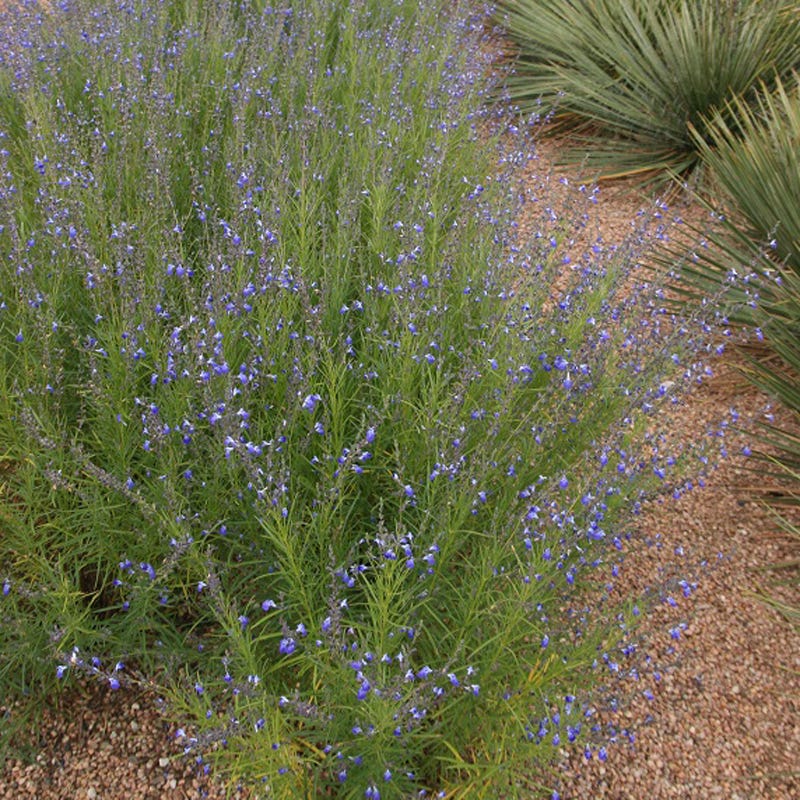 Autumn Sapphire Salvia