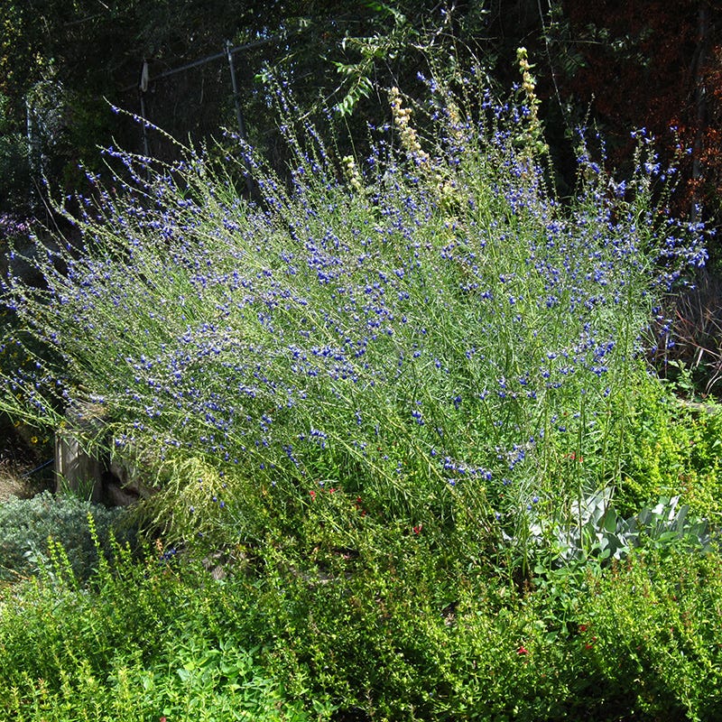West Texas Grass Salvia - Thumbnail 5