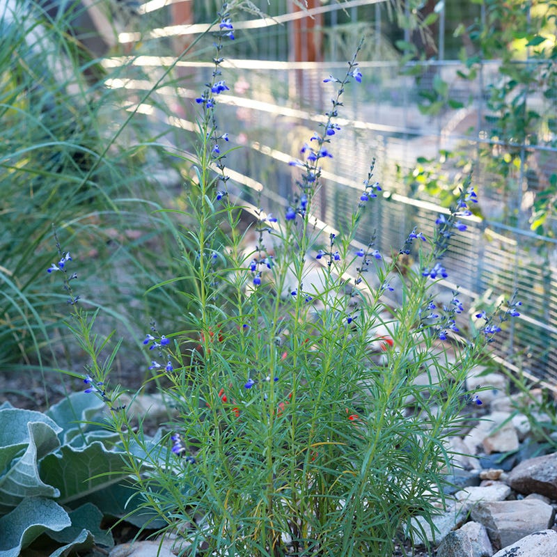 West Texas Grass Salvia - Thumbnail 4