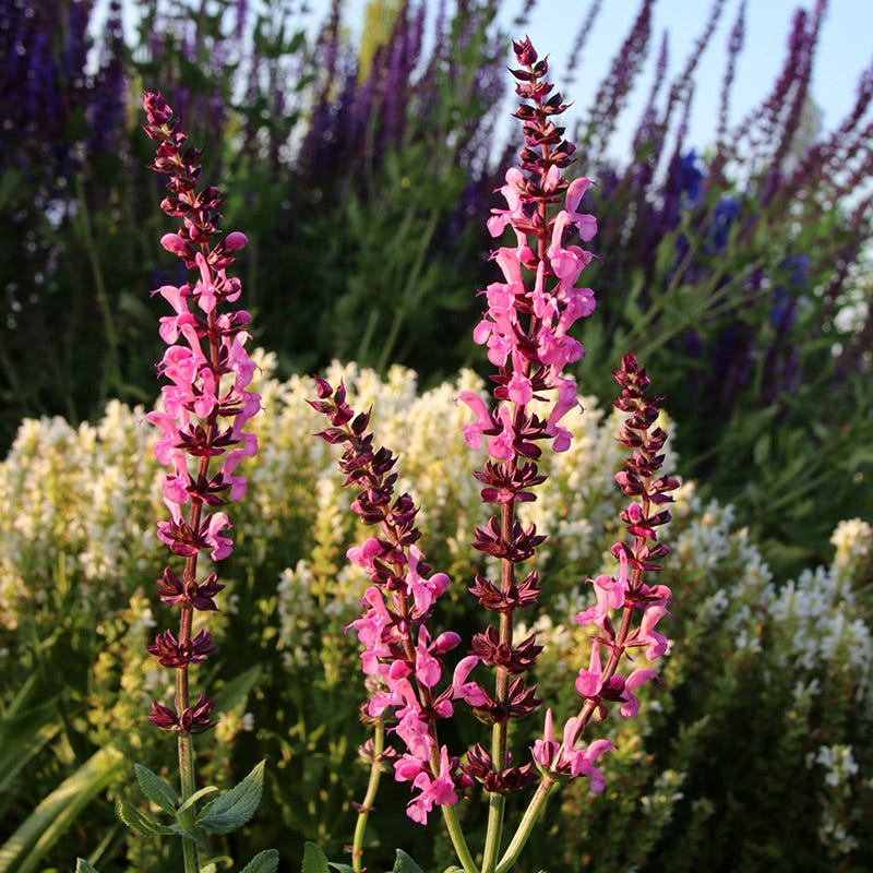 High Country Gardens Lyrical Rose Salvia