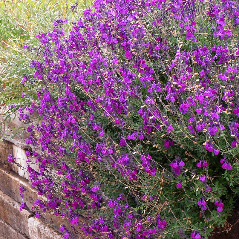 Cold Hardy Rainbow Salvia Collection