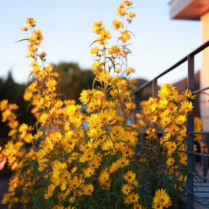 Native Intermountain West Songbird Pre-Planned Garden