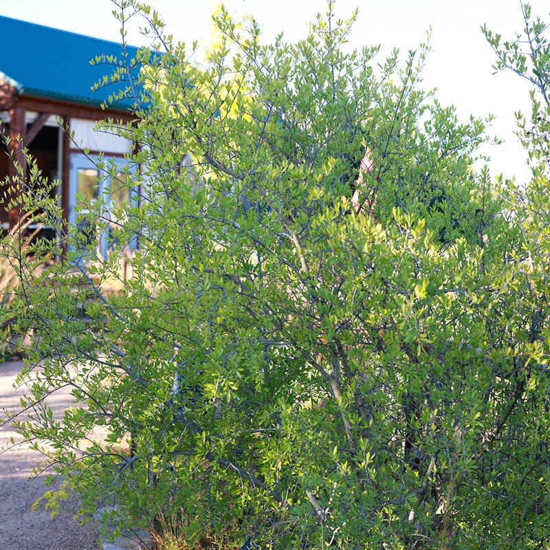 Forestiera neomexicana Happy Boy, New Mexico Privet, Desert Olive