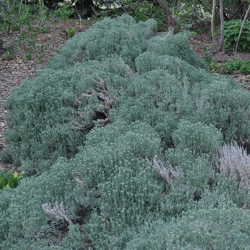 grey lavender cotton plant Gray Santolina, Lavender Cotton