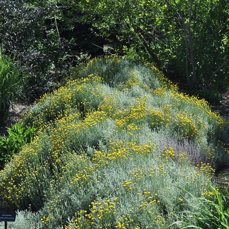 cotton lavender plants for sale Gray Santolina, Lavender Cotton