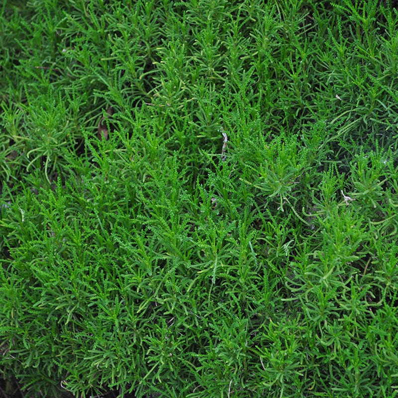 Green Santolina - Thumbnail 3