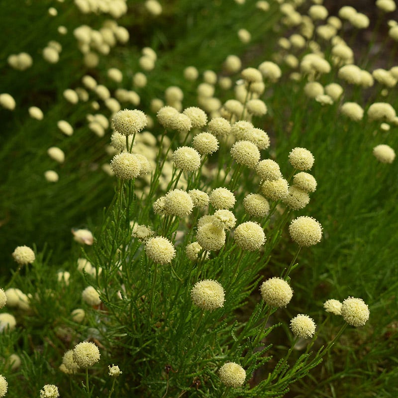 lavender cotton plant care Green Santolina, Lavender Cotton