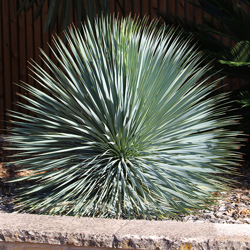 Sapphire Skies Beaked Blue Yucca