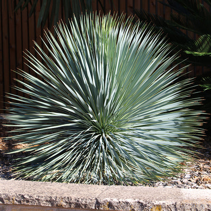 Sapphire Skies Beaked Blue Yucca