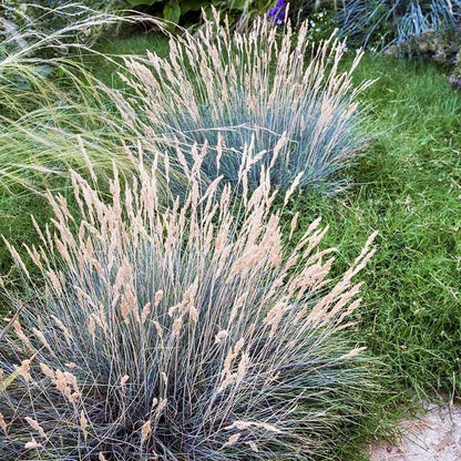 Boulder Blue Fescue Grass
