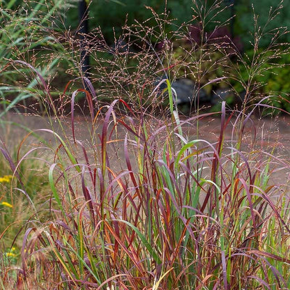 Shenandoah Switch Grass