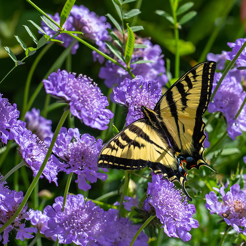 Butterfly Blue Scabiosa