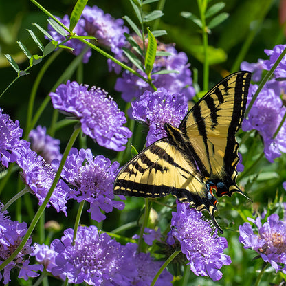 Butterfly Blue Scabiosa