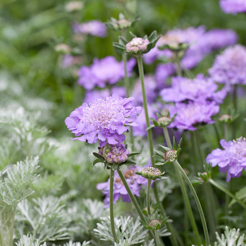 Butterfly Blue Scabiosa
