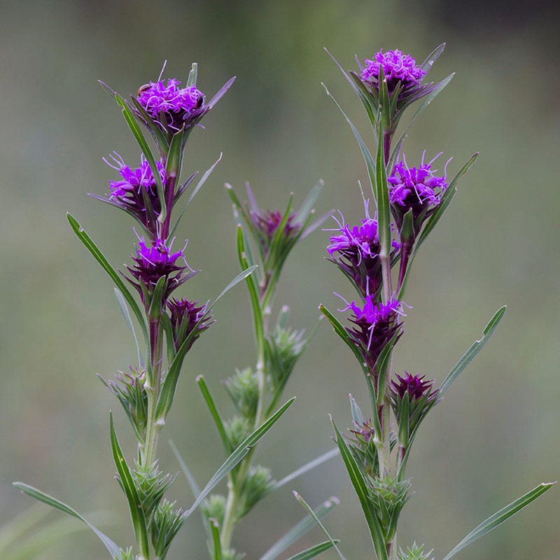 Scaly Blazing Star (Liatris)
