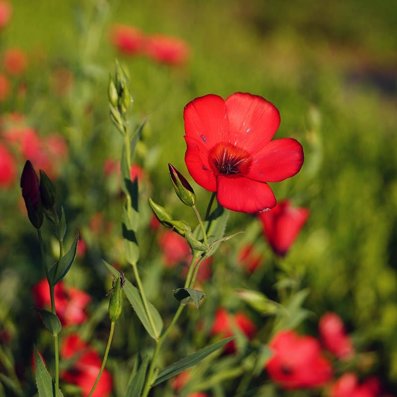 flax seed for planting Scarlet Flax Seeds, Linum grandiflorum rubrum
