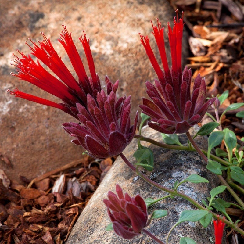 Marian Sampson Scarlet Monardella