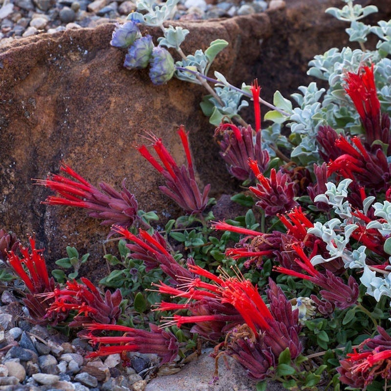 Marian Sampson Scarlet Monardella - Thumbnail 2