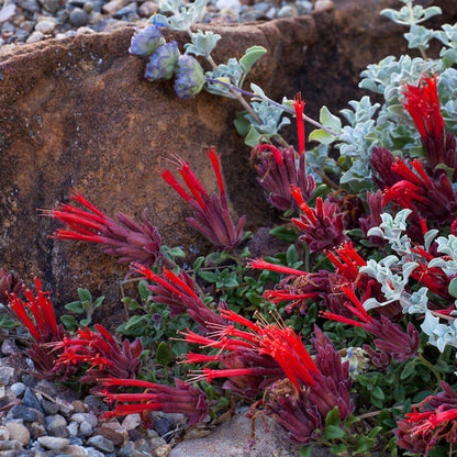 Marian Sampson Scarlet Monardella