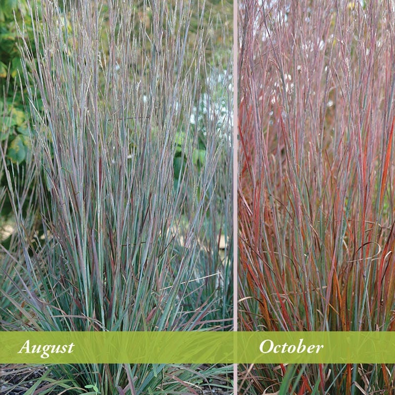 Standing Ovation Little Bluestem Grass - Thumbnail 5