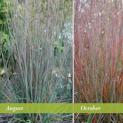 Standing Ovation Little Bluestem Grass