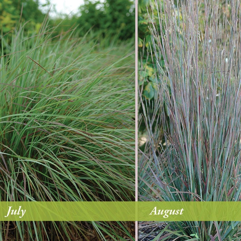 Standing Ovation Little Bluestem Grass