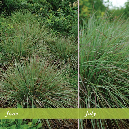 Standing Ovation Little Bluestem Grass