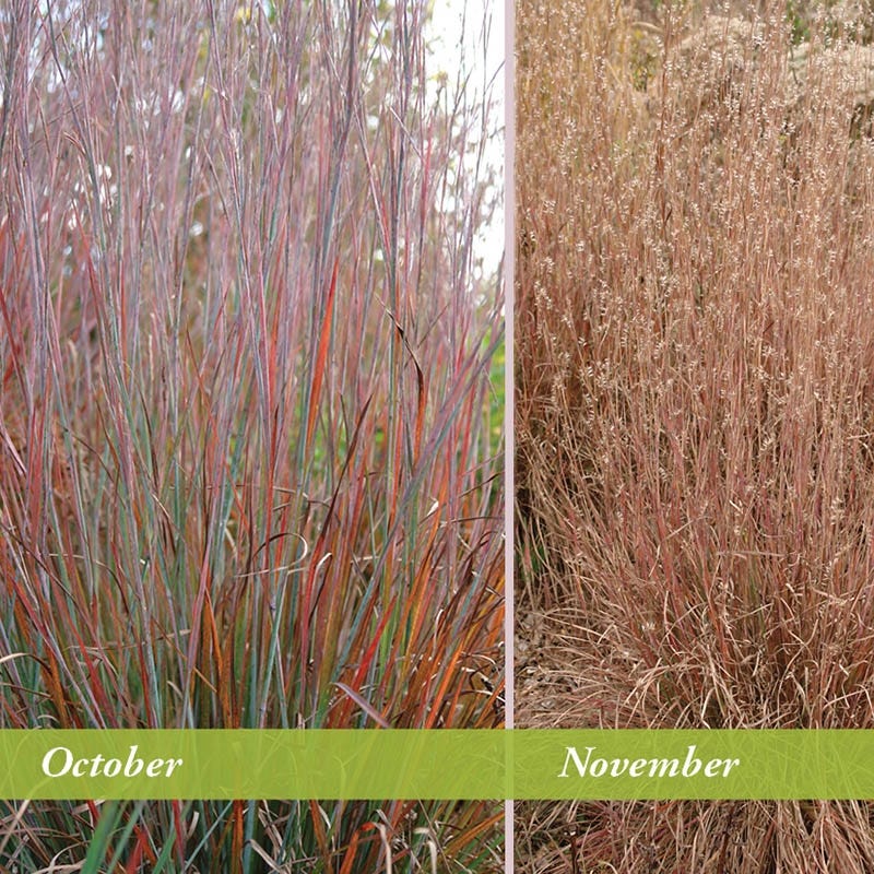 Standing Ovation Little Bluestem Grass