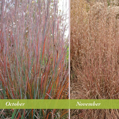 Standing Ovation Little Bluestem Grass