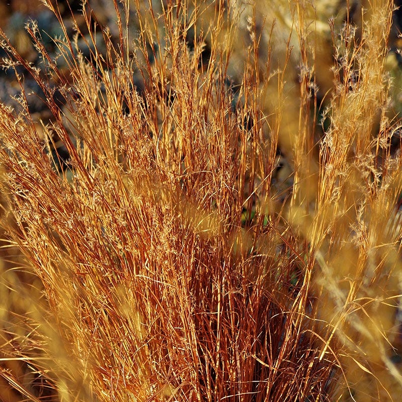 Blaze Little Bluestem Grass