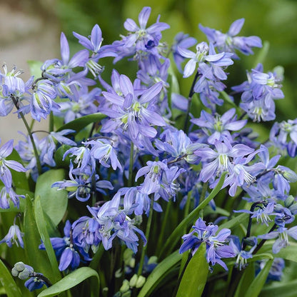 Siberian Squill
