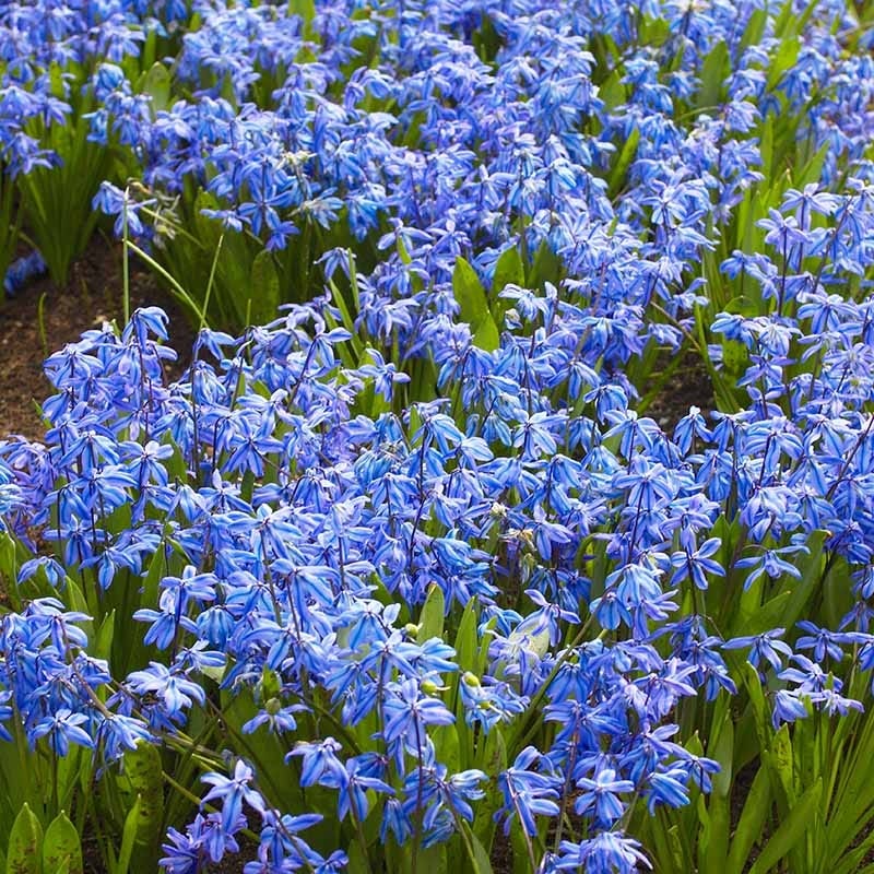 siberian lavender plants Siberian Squill