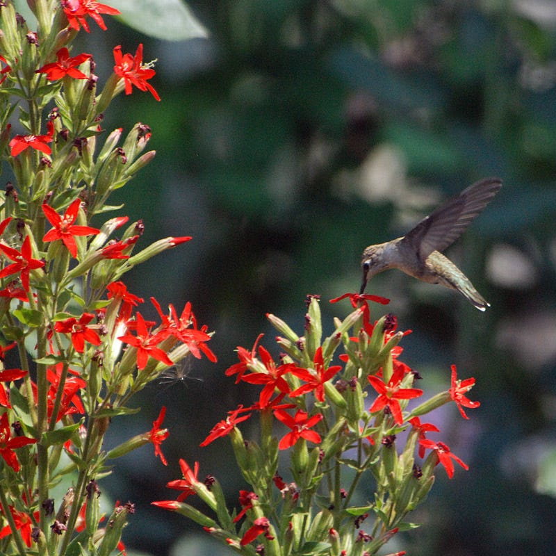 Royal Catchfly (Silene)