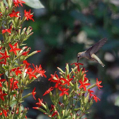 Royal Catchfly (Silene)