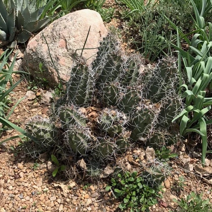 native new mexico succulents Southwest Native Cacti Collection