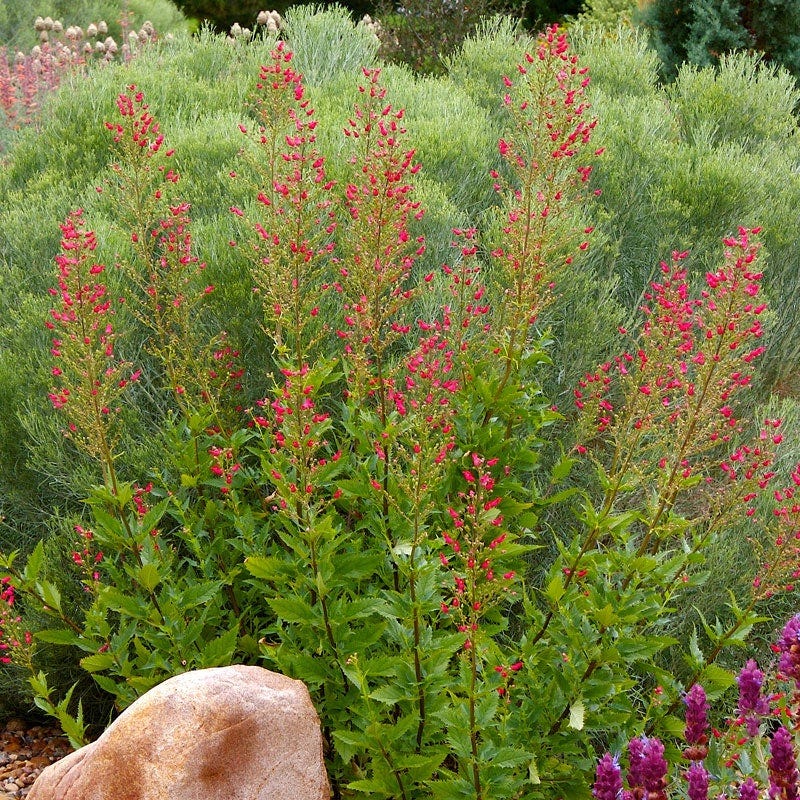 Redbirds In A Tree (Scrophularia)