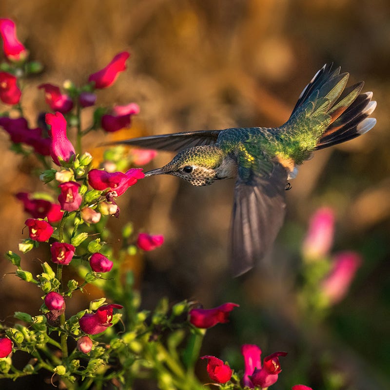 Jumbo Waterwise Pre-Planned Garden For The West Coast