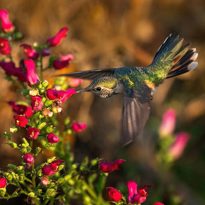 Jumbo Waterwise Pre-Planned Garden For The West Coast