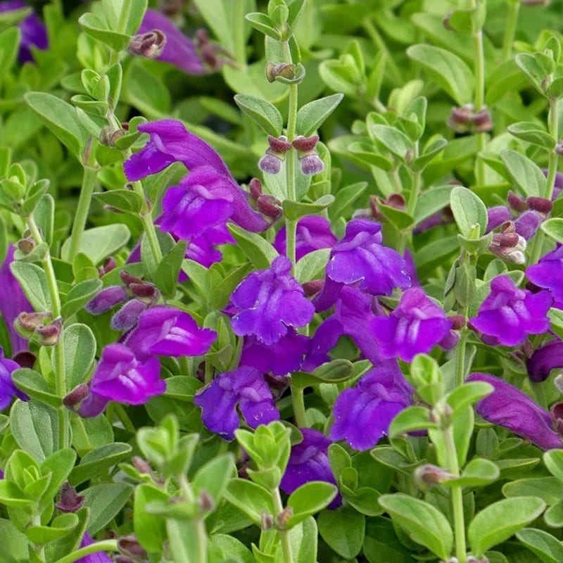scutellaria-dark-violet-close-