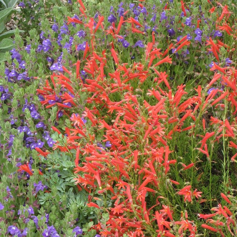 HALF PINT® Pineleaf Penstemon