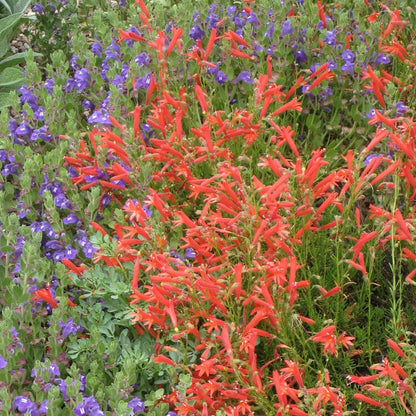 HALF PINT® Pineleaf Penstemon