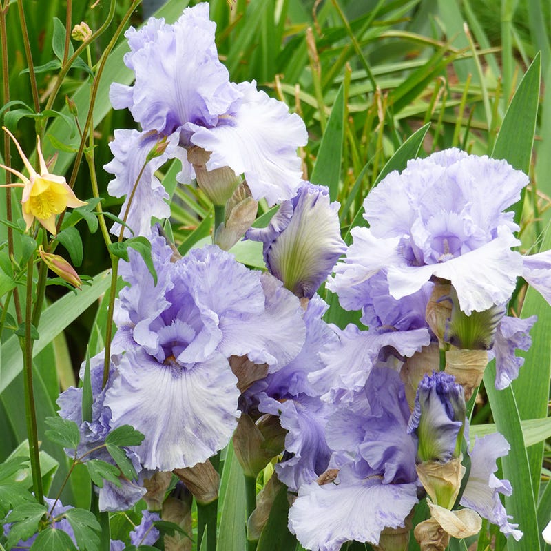 Sea Of Love Reblooming Bearded Iris - Thumbnail 3