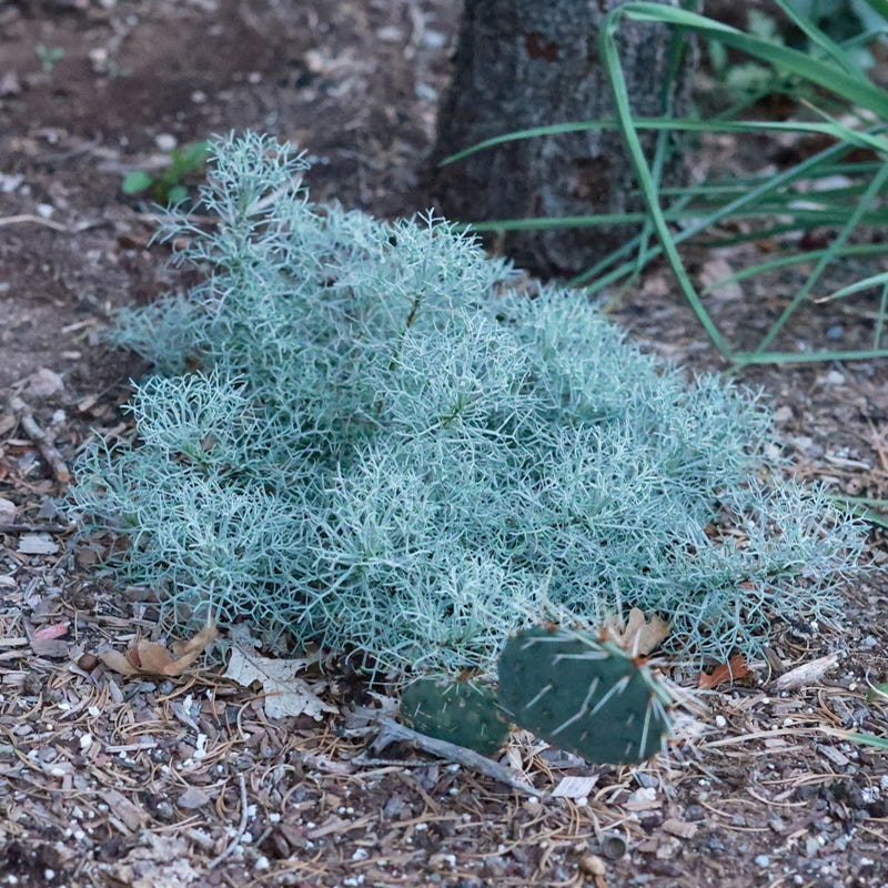 Seafoam Artemisia, Curlicue Sage