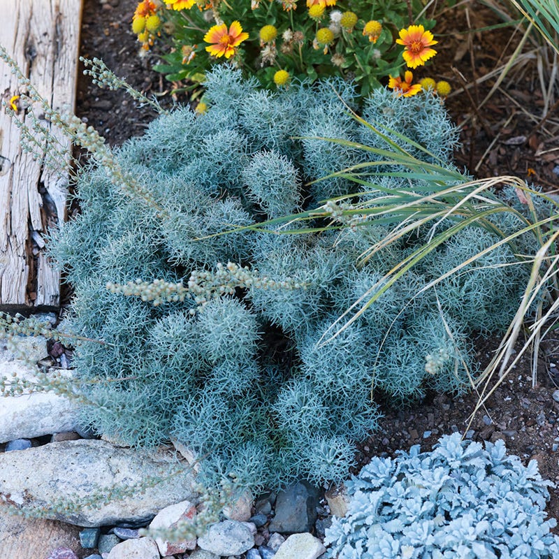 FireSmart Collection - Zone 2