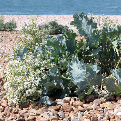 Sea Kale